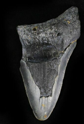 Bargain Megalodon Tooth - North Carolina #28505